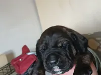 Champ, a male Doberman Pinscher and Cane Corso for sale in Ontario, OH – 2 of 2