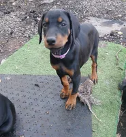 Purple , a female Doberman Pinscher for sale in Mansfield, OH – 1 of 10