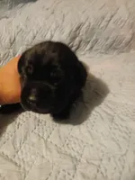 Boy 4, a male Doberman Pinscher and Cane Corso for sale in Ontario, OH – 2 of 9