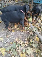 Pink, a female Doberman Pinscher for sale in Mansfield, OH – 6 of 10