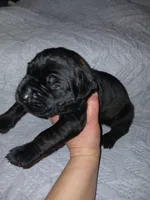 Boy 2, a male Doberman Pinscher and Cane Corso for sale in Ontario, OH – 1 of 9