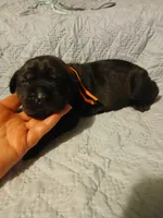 Boy 3, a male Doberman Pinscher and Cane Corso for sale in Ontario, OH – 1 of 9