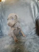Etsy, a female Doberman Pinscher for sale in Ontario, OH – 5 of 8