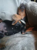 Amazon , a male Doberman Pinscher for sale in Ontario, OH – 5 of 7
