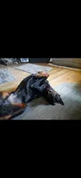 Red boy 2, a male Doberman Pinscher for sale in Ontario, OH – Photo 8 of 9