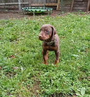 Red boy- AVAILABLE , a male Doberman Pinscher for sale in Ontario, OH – Photo 2 of 10