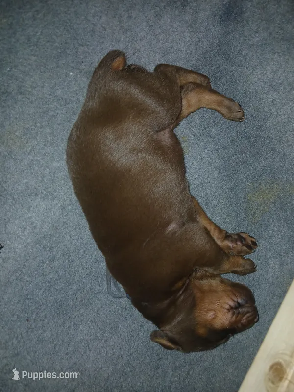 Red boy 2 – Doberman Pinscher puppy for sale in Ontario, OH