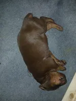 Red boy 2, a male Doberman Pinscher for sale in Ontario, OH – Photo 1 of 9