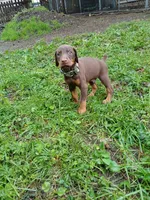 Red boy- AVAILABLE , a male Doberman Pinscher for sale in Ontario, OH – Photo 4 of 10