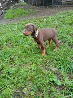 Red boy- AVAILABLE , a male Doberman Pinscher for sale in Ontario, OH – Photo 3 of 10