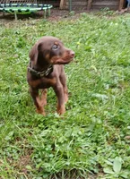 Red boy- AVAILABLE , a male Doberman Pinscher for sale in Ontario, OH – Photo 1 of 10