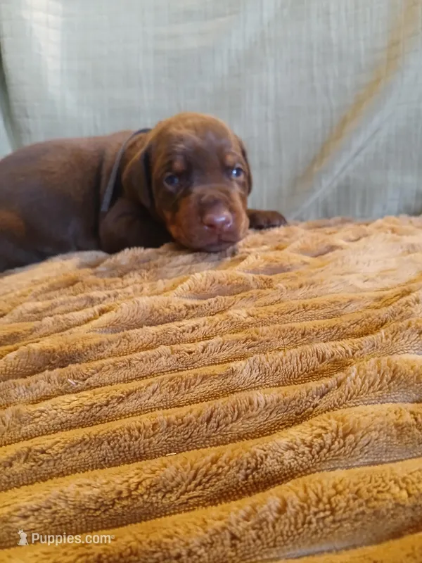 Red boy 2 – Doberman Pinscher puppy for sale in Ontario, OH