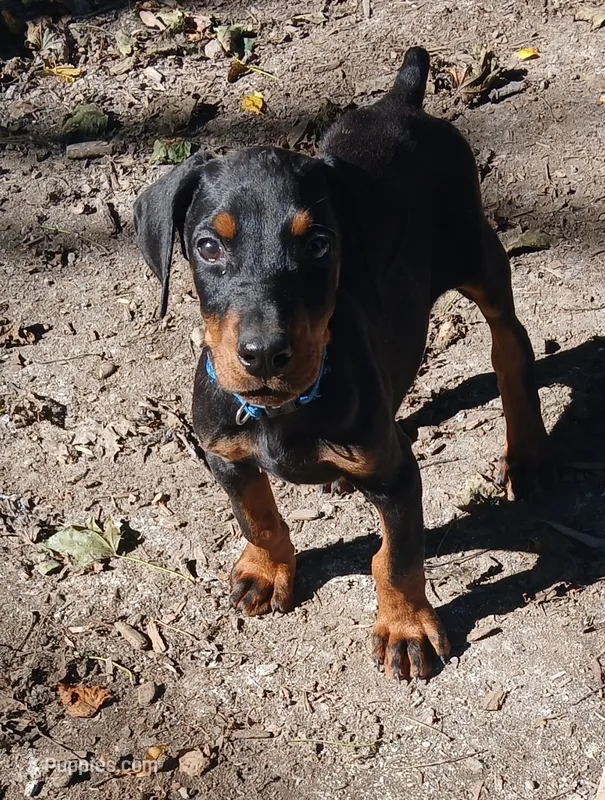 Dash Full Euro  – Doberman Pinscher puppy for sale in Mansfield, OH