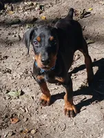 Dash Full Euro , a male Doberman Pinscher for sale in Mansfield, OH – 1 of 9