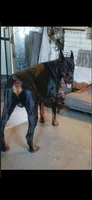 🐾Puppet💝 pick me!, a female Doberman Pinscher and Cane Corso for sale in Ontario, OH – Photo 8 of 10