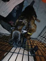 🐾Puppet💝 pick me!, a female Doberman Pinscher and Cane Corso for sale in Ontario, OH – Photo 9 of 10