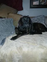 🐾Puppet💝 pick me! I'm potty trained!, a female Doberman Pinscher and Cane Corso for sale in Ontario, OH – Photo 10 of 10