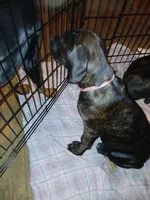 🐾Puppet💝 pick me!, a female Doberman Pinscher and Cane Corso for sale in Ontario, OH – Photo 2 of 10