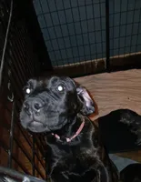 🐾Puppet💝 pick me!, a female Doberman Pinscher and Cane Corso for sale in Ontario, OH – Photo 1 of 10