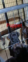 🐾Puppet💝 pick me!, a female Doberman Pinscher and Cane Corso for sale in Ontario, OH – Photo 5 of 10