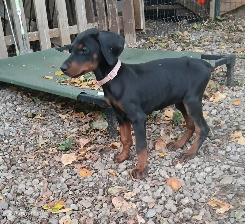 Full Euro female "Baby Bi" – Doberman Pinscher puppy for sale in Mansfield, OH