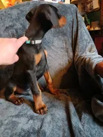Full Euro pup "Amazon", a male Doberman Pinscher for sale in Mansfield, OH – 5 of 10