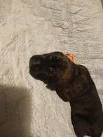 Boy 3, a male Doberman Pinscher and Cane Corso for sale in Ontario, OH – 5 of 9