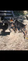 Dash Full Euro , a male Doberman Pinscher for sale in Mansfield, OH – 7 of 9
