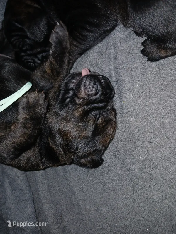 Boy 2 – Doberman Pinscher, Cane Corso puppy for sale in Ontario, OH