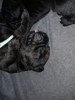 Boy 2, a male Doberman Pinscher and Cane Corso for sale in Ontario, OH – 5 of 9