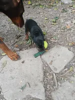 Blk&rust AKC, a male Doberman Pinscher for sale in Mansfield, OH – 4 of 10
