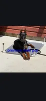 ⚡️AKC BLK&RUST MALE, a male Doberman Pinscher for sale in Mansfield, OH – 2 of 7