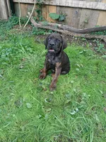 Champ, a male Doberman Pinscher and Cane Corso for sale in Ontario, OH – 3 of 9