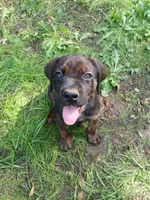 Champ🦸‍♂️, a male Doberman Pinscher and Cane Corso for sale in Ontario, OH – 1 of 10