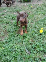 Available red guy , a male Doberman Pinscher for sale in Ontario, OH – Photo 2 of 10
