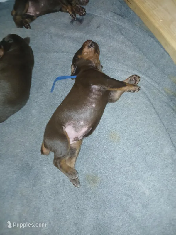 1 red boy – Doberman Pinscher puppy for sale in Ontario, OH