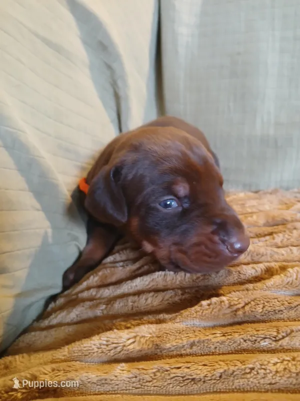1 red boy – Doberman Pinscher puppy for sale in Ontario, OH