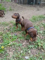 Available red guy , a male Doberman Pinscher for sale in Ontario, OH – Photo 4 of 10