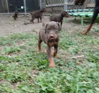 Available red guy , a male Doberman Pinscher for sale in Ontario, OH – Photo 1 of 10