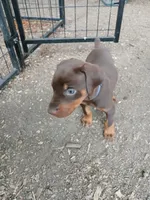 Available red guy , a male Doberman Pinscher for sale in Ontario, OH – Photo 3 of 10