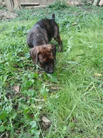 🔥Penny POTTY TRAINED , a female Doberman Pinscher and Cane Corso for sale in Mansfield, OH – 3 of 10