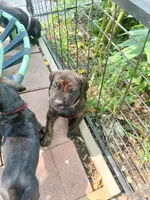 Petunia , a female Doberman Pinscher and Cane Corso for sale in Ontario, OH – 2 of 10