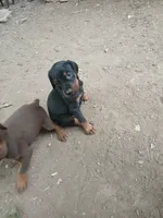 AKC blk&rust 1, a male Doberman Pinscher for sale in Mansfield, OH – 5 of 10