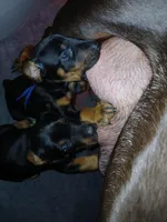 Blue Mudy, a male Doberman Pinscher for sale in Ontario, OH – Photo 4 of 8