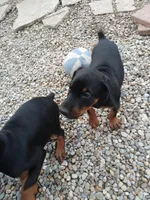 AVAILABLE 💙Baby boy Blue , a male Doberman Pinscher for sale in Ontario, OH – Photo 6 of 10