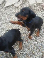 AVAILABLE 💙Baby boy Blue , a male Doberman Pinscher for sale in Ontario, OH – Photo 3 of 10