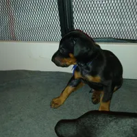 AVAILABLE 💙Baby boy Blue , a male Doberman Pinscher for sale in Ontario, OH – Photo 7 of 10