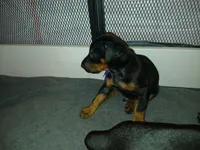 Blue Mudy, a male Doberman Pinscher for sale in Ontario, OH – Photo 5 of 8