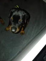 Blue Mudy, a male Doberman Pinscher for sale in Ontario, OH – Photo 2 of 8