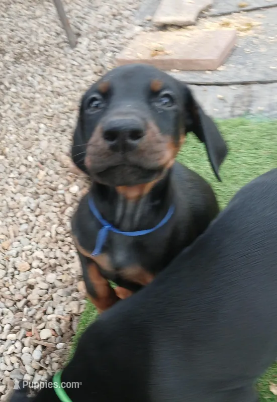 Blue 💙 – Doberman Pinscher puppy for sale in Ontario, OH